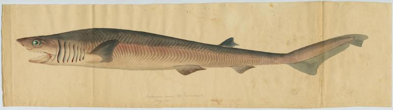 Requin-perlon (nom commun) ; Monge (nom commun)