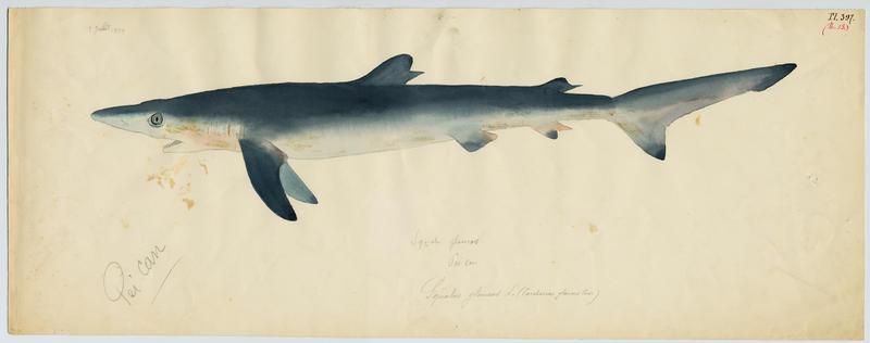 Requin peau bleue (nom commun) ; Pei can (nom niçois)