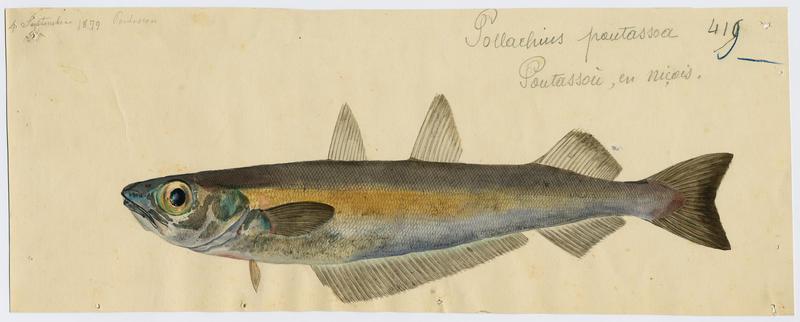 Merlan bleu (nom commun) ; Poutassou (nom niçois)