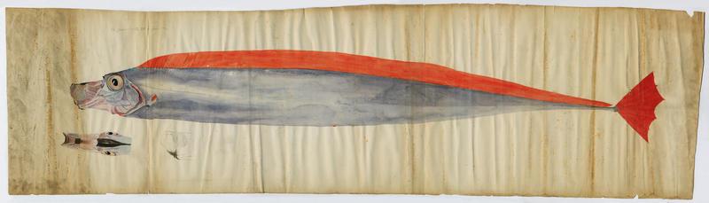 Trachyptère (nom commun) ; Argentin (nom niçois)