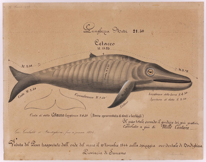 rorqual commun ; cétacé