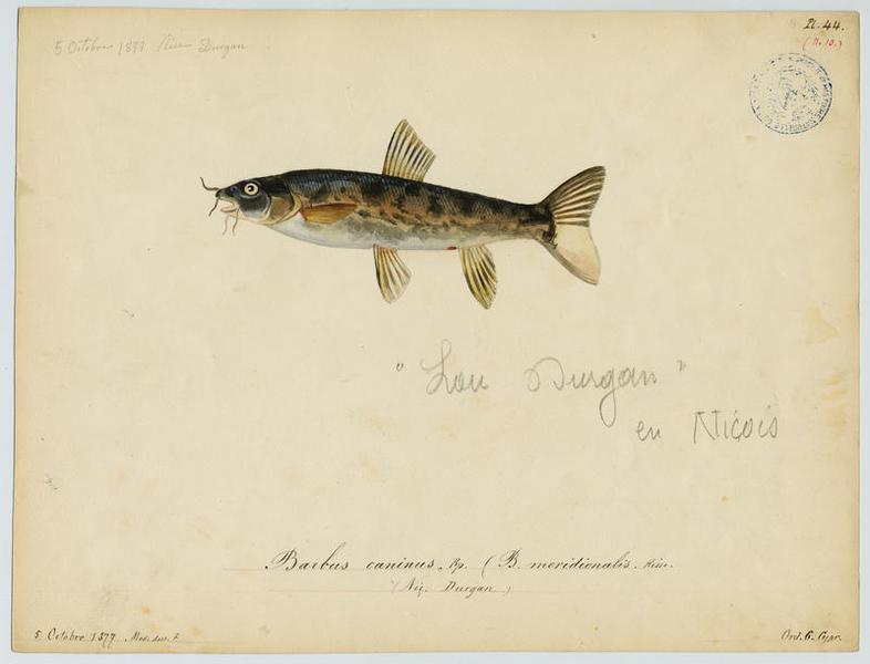 Barbeau truité (nom commun) ; Lou Durgan (nom niçois)