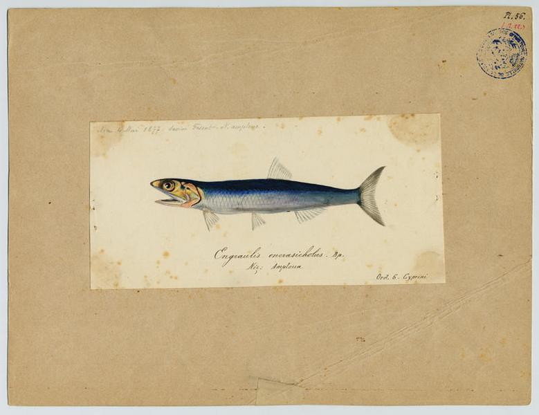 Anchois (nom commun) ; Amploua (nom niçois)