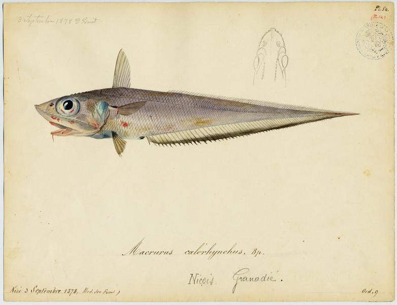 Grenadier raton (nom commun) ; Granadié (nom niçois)