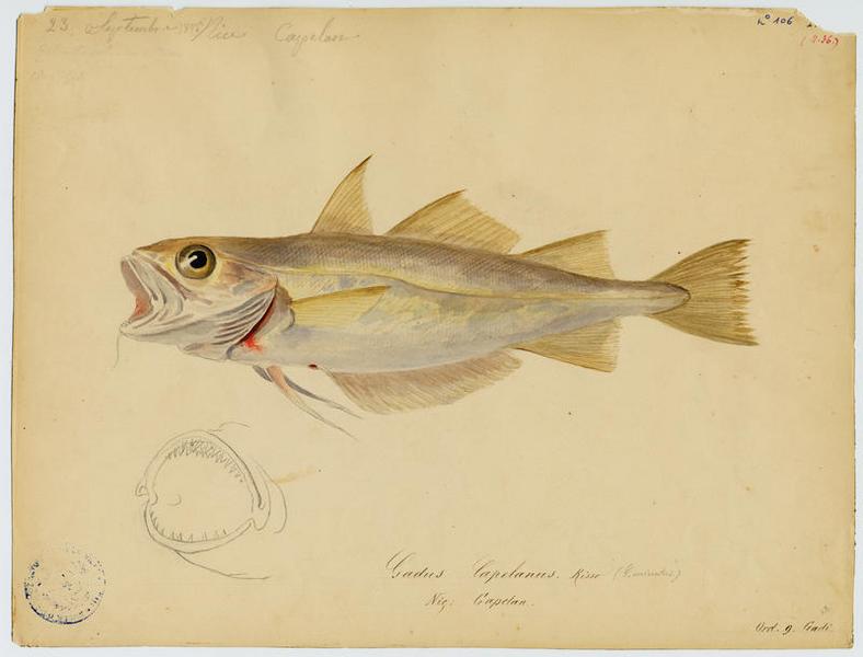 Capelan (nom commun) ; Capelan (nom niçois)