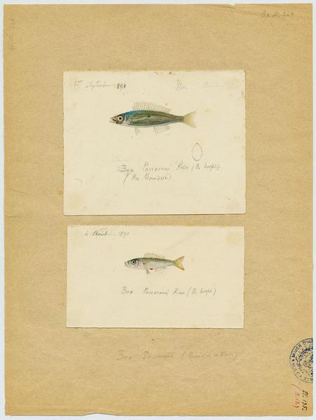 Bogue (nom commun) ; Mouissin (nom niçois)