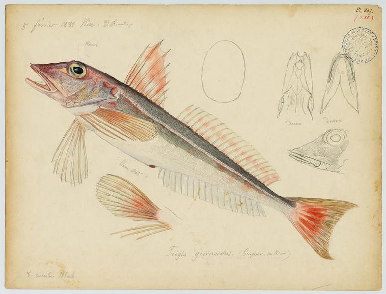 Grondin gris (nom commun) ; Grugnan (nom niçois)