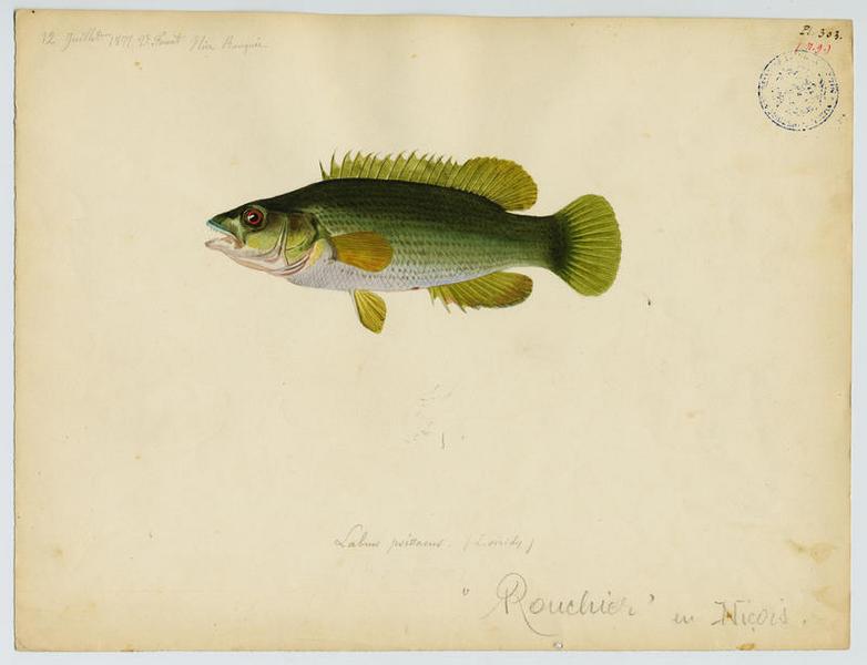 Labre vert (nom commun) ; Rouchier (nom niçois)
