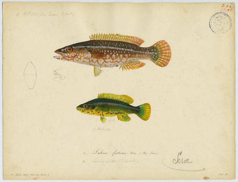 Labre vert (nom commun) ; Sera (nom niçois)