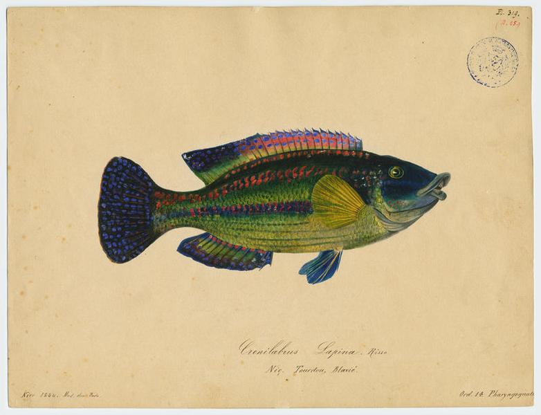 Crénilabre-paon (nom commun) ; Tourdou (nom niçois)