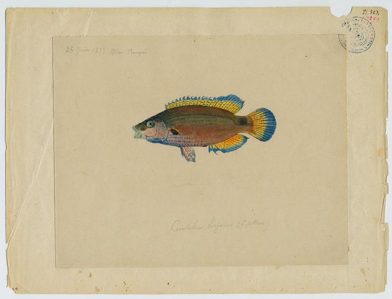 Crénilabre rouquié (nom commun) ; Rouquié (nom niçois)