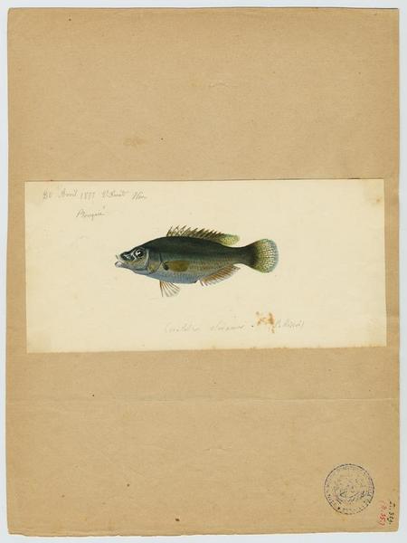 Crénilabre rouquié (nom commun) ; Rouquié (nom niçois)