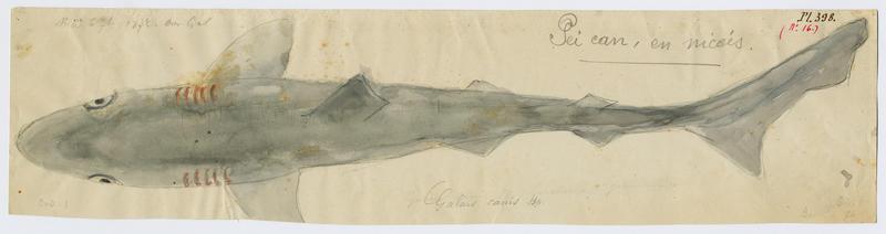 Requin-hâ (nom commun) ; Pei can (nom niçois)