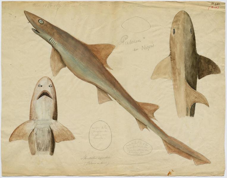 Émissole lisse (nom commun) ; Paloun (nom niçois)