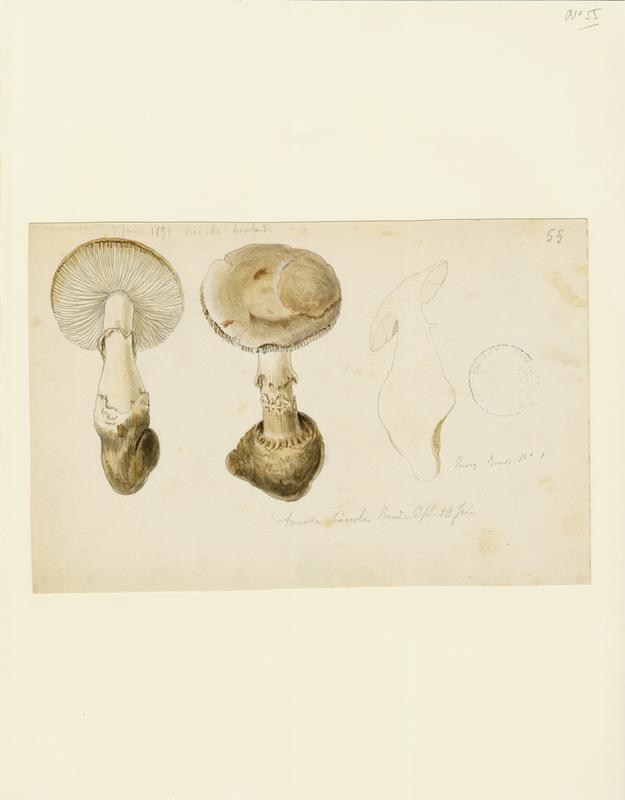 Amanite ; champignon