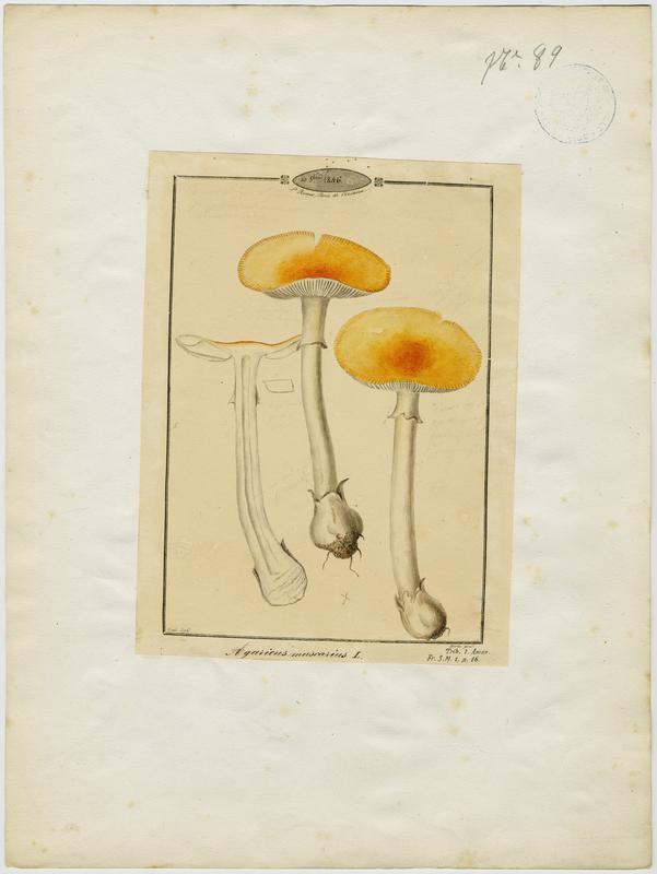 Amanite tue-mouches ; Royal picotat ; Royal rouge ; champignon