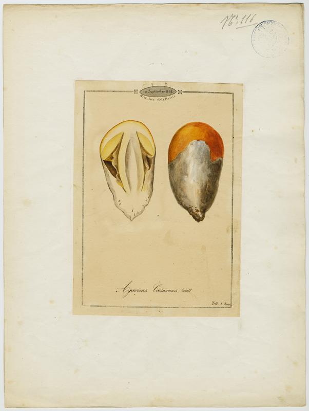 Amanite des Césars ; Oronge ; Oronge vraie ; champignon