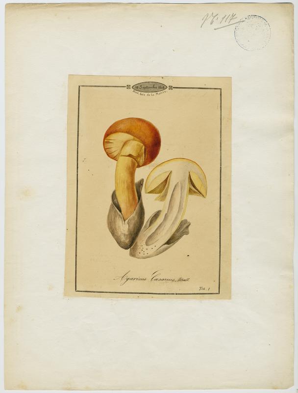 Amanite des Césars ; Oronge ; Oronge vraie ; champignon