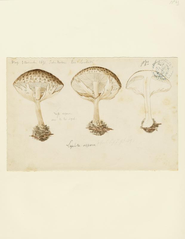 Lépiote à écailles aigües ; champignon