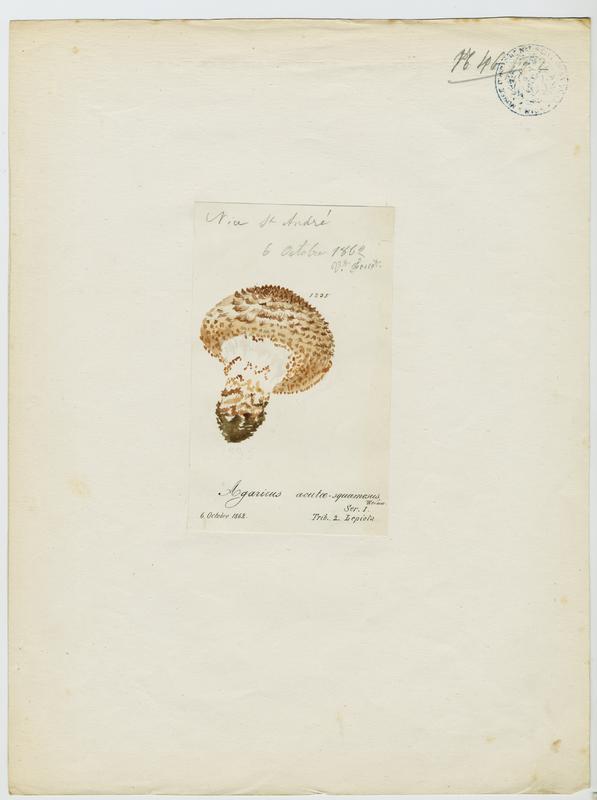 Lépiote à écailles aigües ; champignon