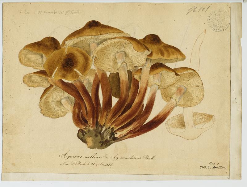 Agaric annulaire ; champignon