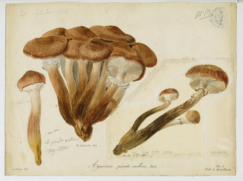Agaric ; champignon