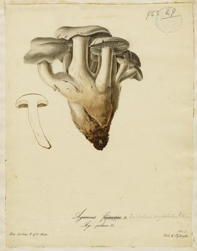 Agaric ; champignon