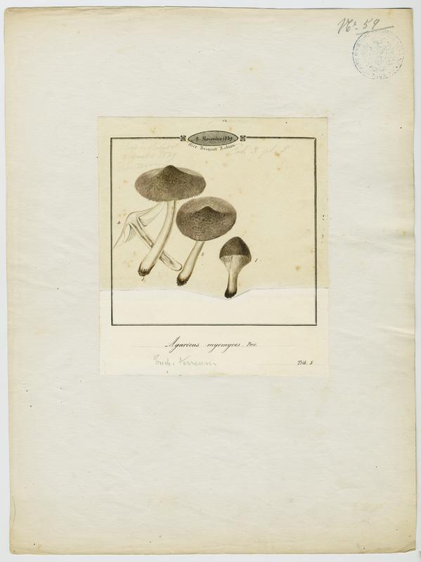 Tricholome gris souris ; champignon