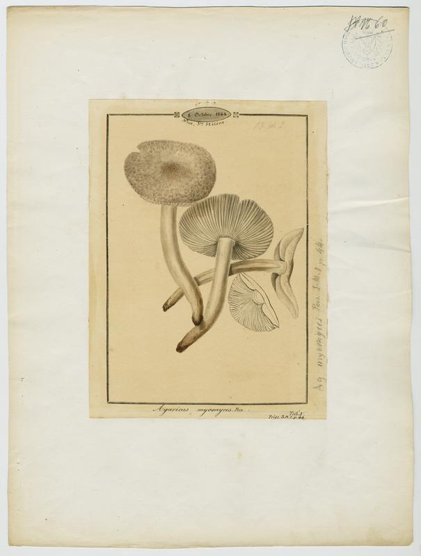 Tricholome gris souris ; champignon