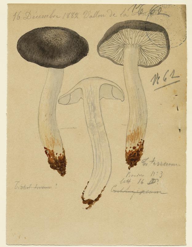 Tricholome terreux ; Petit gris ; Charbonnier ; champignon