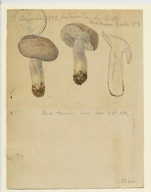 Tricholome terreux ; Petit gris ; Charbonnier ; champignon