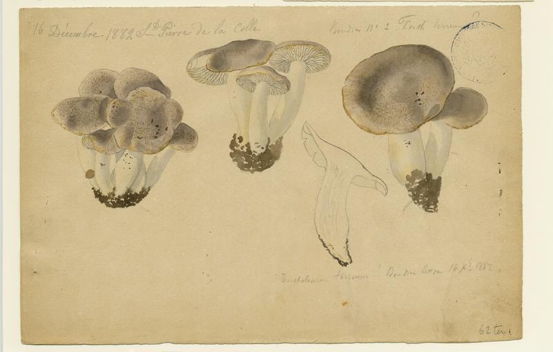 Tricholome terreux ; Petit gris ; Charbonnier ; champignon