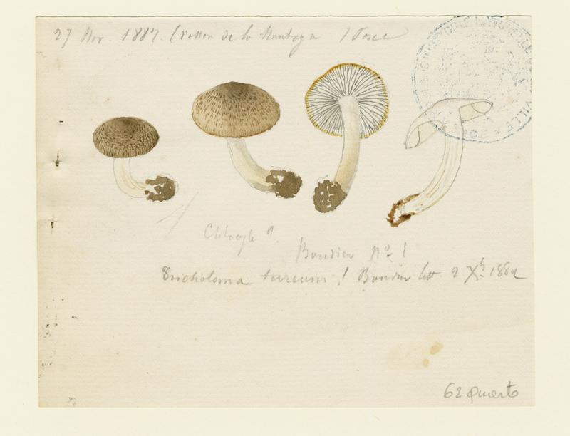 Tricholome terreux ; Petit gris ; Charbonnier ; champignon