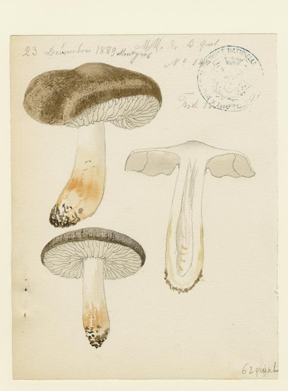 Tricholome terreux ; Petit gris ; Charbonnier ; champignon