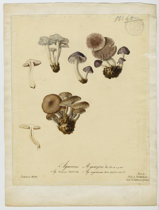 Tricholome argenté ;  Tricholome gravé ; champignon