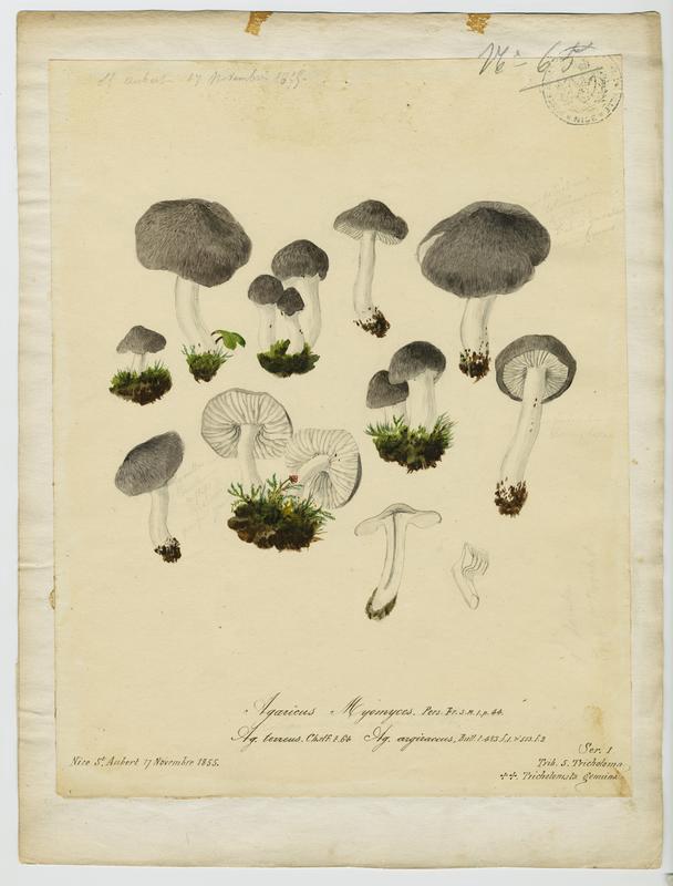 Tricholome argenté ; Tricholome gravé ; champignon