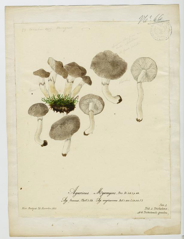 Tricholome argenté ;  Tricholome gravé ; champignon