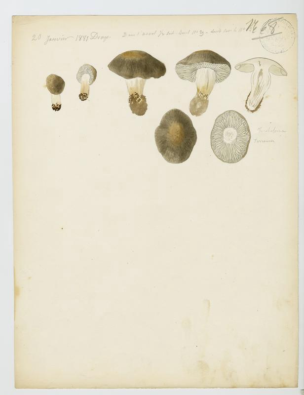 Tricholome terreux ; Petit gris ; Charbonnier ; champignon