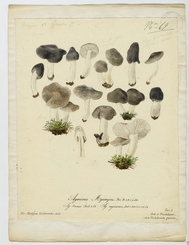 Tricholome argenté ; Tricholome gravé ;  champignon
