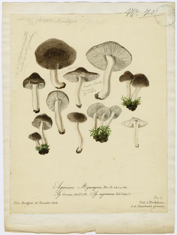 Tricholome argenté ;  Tricholome gravé ; champignon
