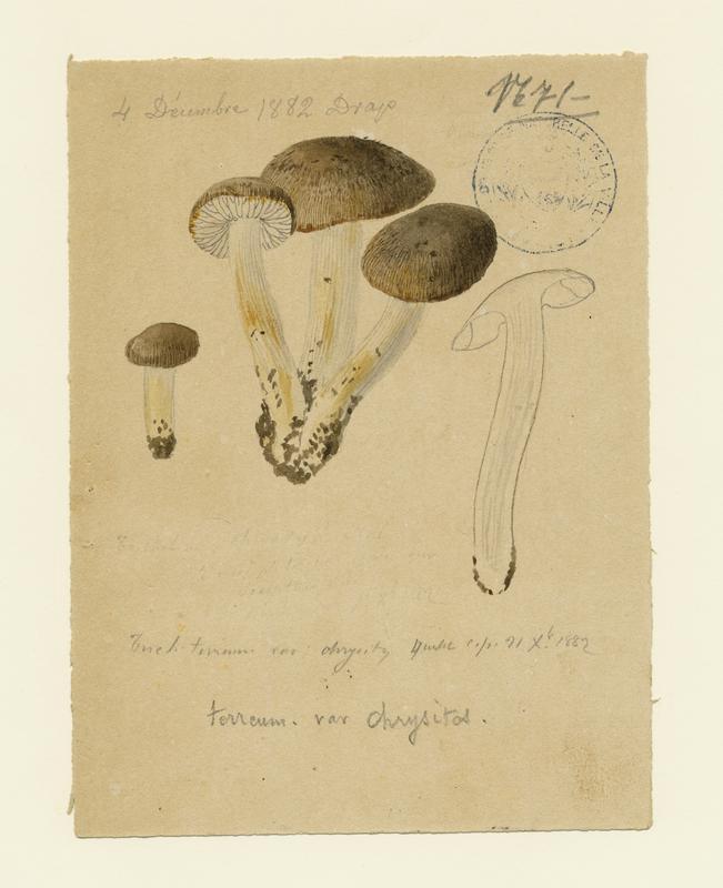 Tricholome terreux ; Petit gris ; Charbonnier ; champignon
