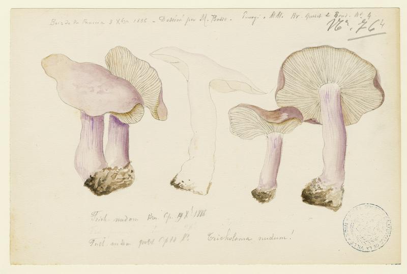 Pied-bleu ; champignon