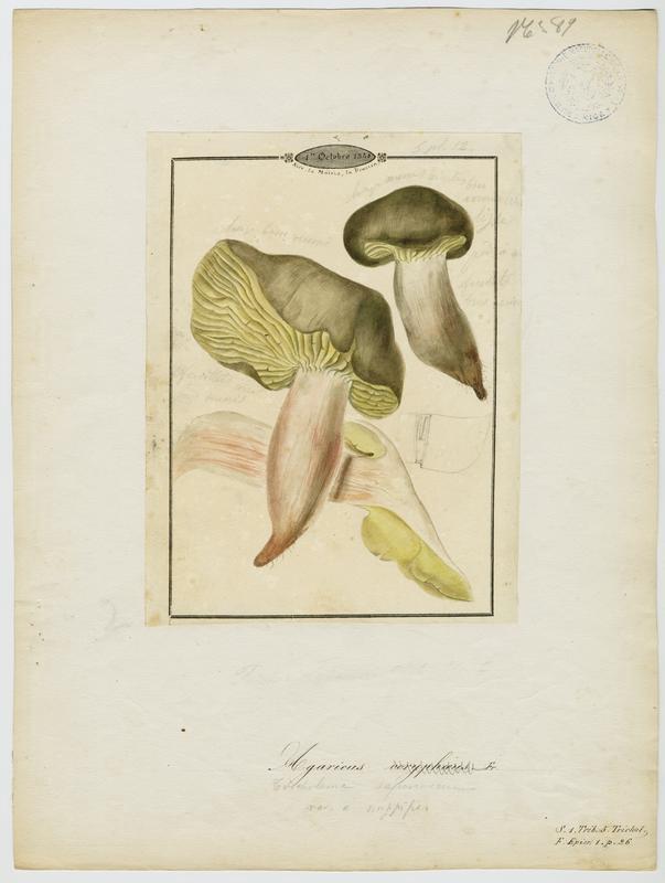 Agaric ; champignon
