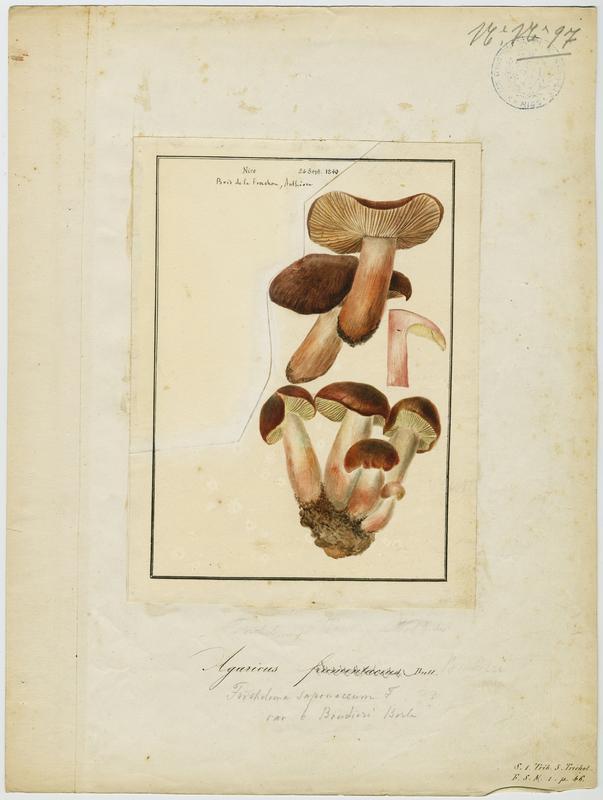 Agaric ; champignon