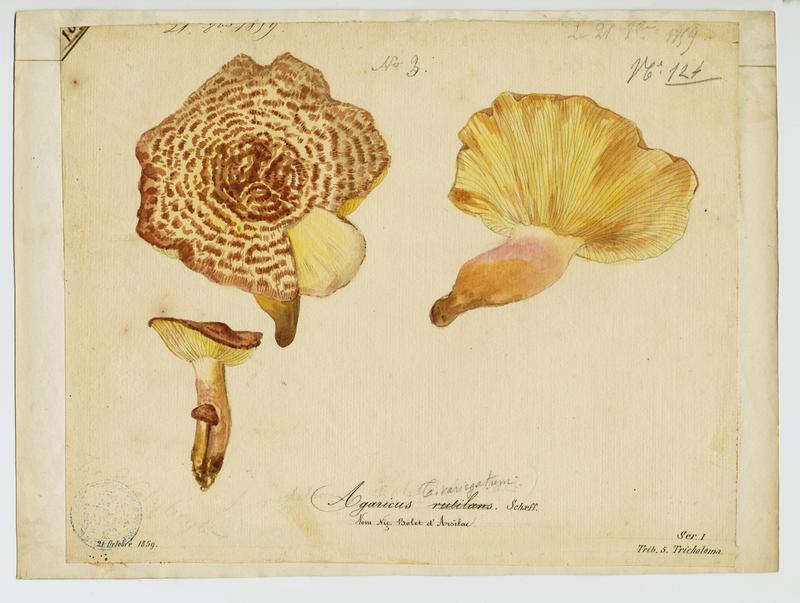 Tricholome rutilant ; Pleurote rutilant ; Bolet d'Arsilac ; champignon