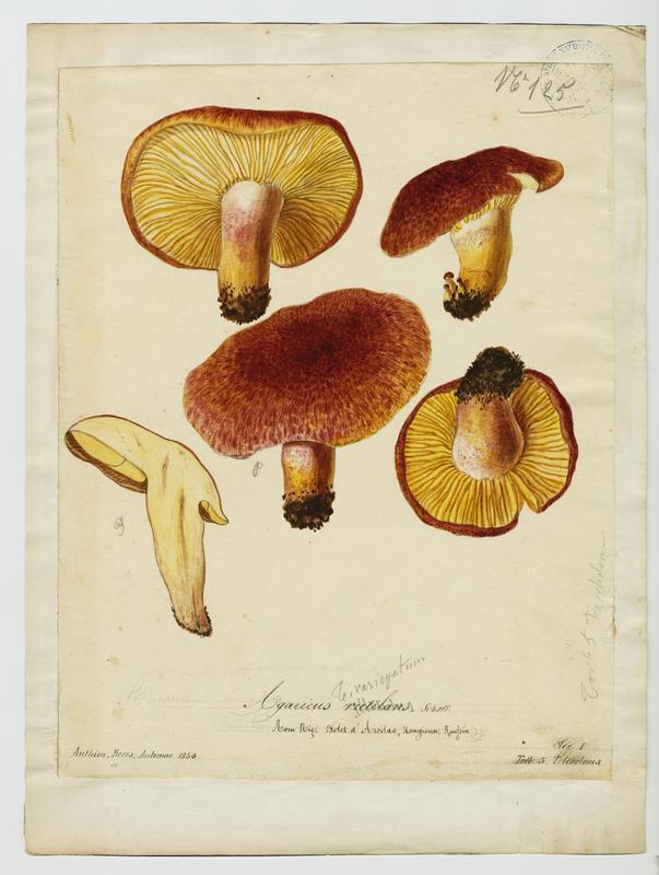 Tricholome rutilant ; Pleurote rutilant ; Bolet d'Arsilac ; champignon