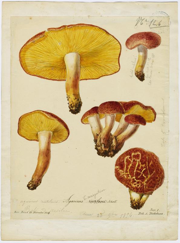 Tricholome rutilant ; Pleurote rutilant ; Bolet d'Arsilac ; champignon