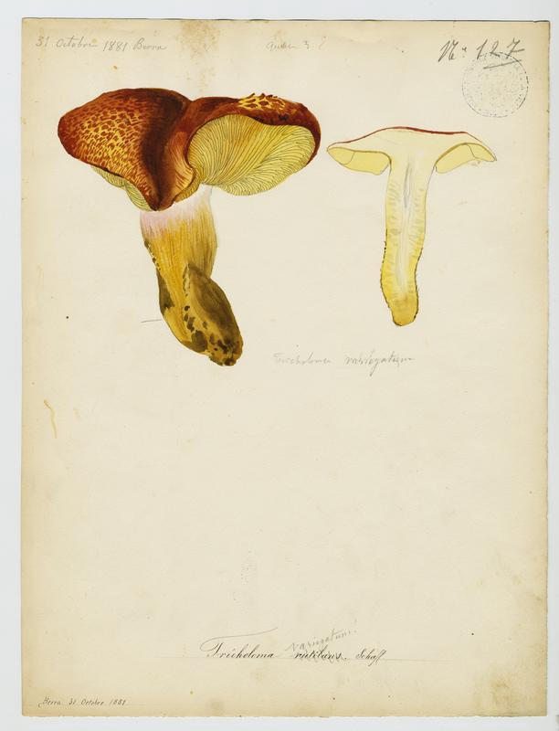 Tricholome rutilant ; Pleurote rutilant ; Bolet d'Arsilac ; champignon