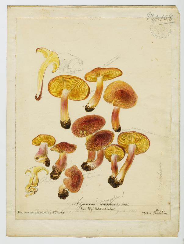 Tricholome rutilant ; Pleurote rutilant ; Bolet d'Arsilac ; champignon