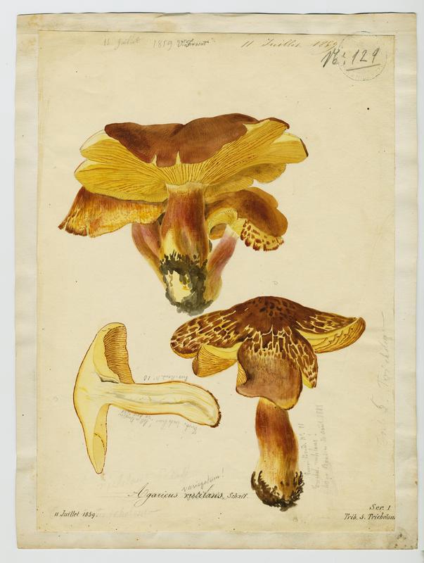 Tricholome rutilant ; Pleurote rutilant ; Bolet d'Arsilac ; champignon